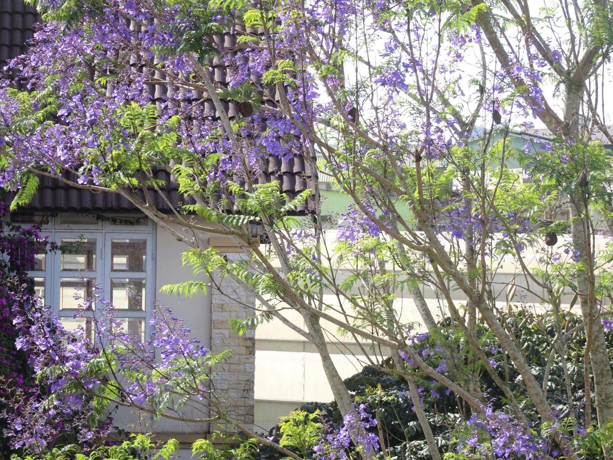 Mento Villa ダラット エクステリア 写真